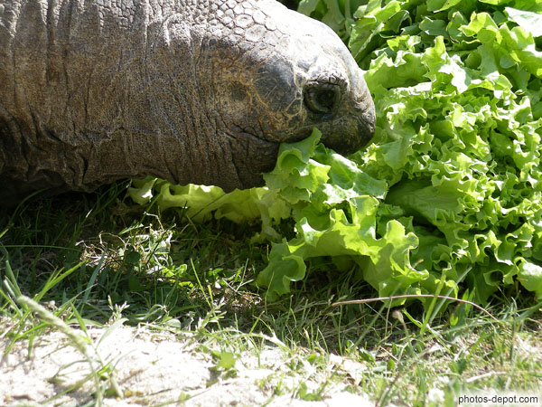 photo de tortue éléphantine vorace