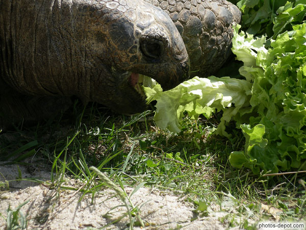 photo de tortue éléphantine gueule ouverte