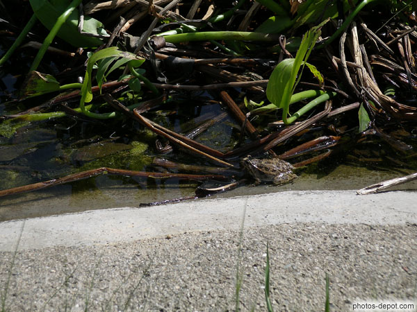 Un crapaud chez les tortues France, Languedoc Roussillon, Sorede, Photo 2006