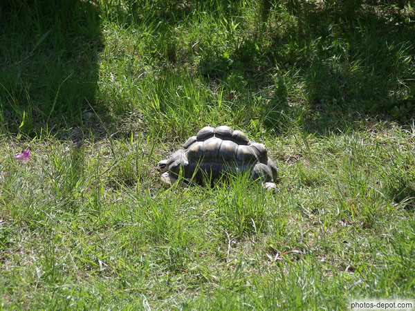 Tortue à bosses France, Languedoc Roussillon, Sorede, Photo 2006
