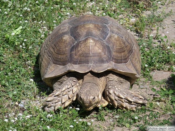 photo de tortue aux pattes hérissées de piquants