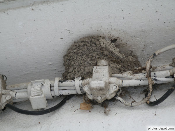 photo de nid d'hirondelles installé sur cable électrique