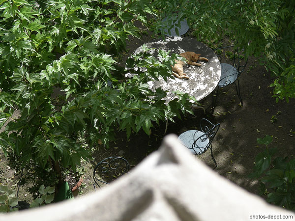photo de chat allongé sur une table dans un jardin