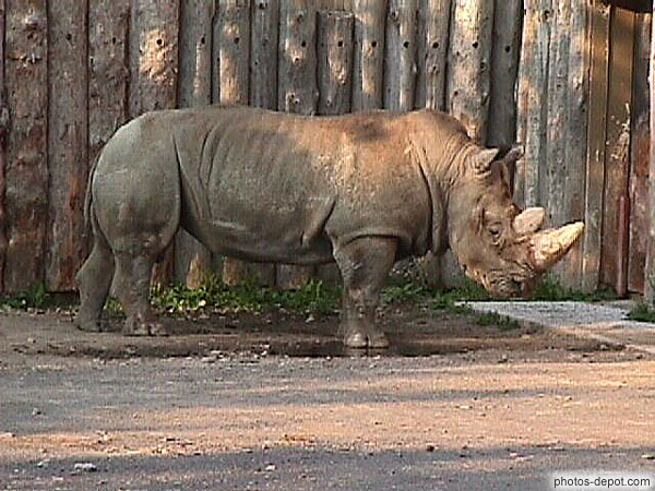 photo de Rhinocéros