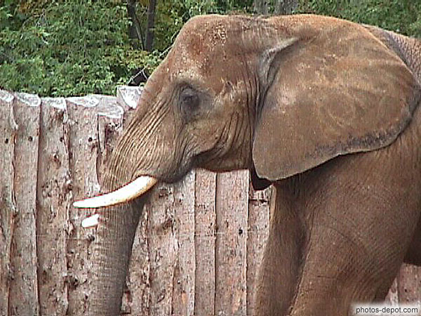 photo de tête d'éléphant