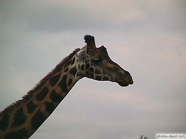 photo de tête de girafe