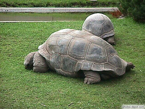 photo de tortues géantes