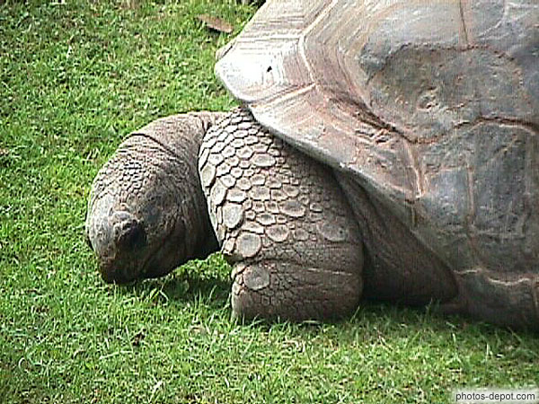 photo de tête de tortue géante