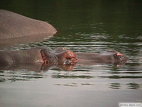 photo d'hippopotames dans l'eau