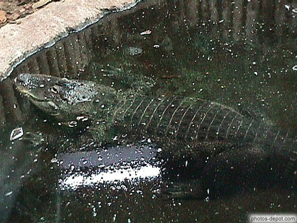photo de vieux crocodile dans l'eau