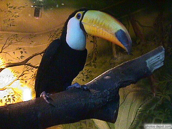 photo de Toucan