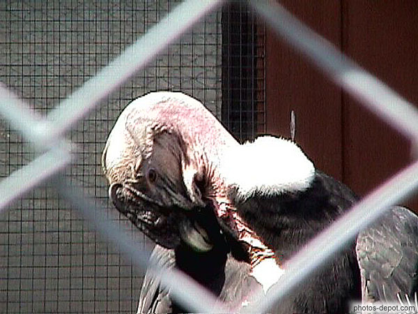 photo de tête de vautour à la peau pendante à travers le grillage