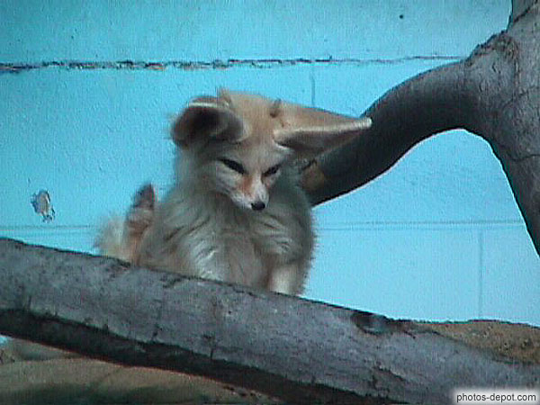 Renard des neiges Canada, Quebec, Granby, Zoo, Photo 1998