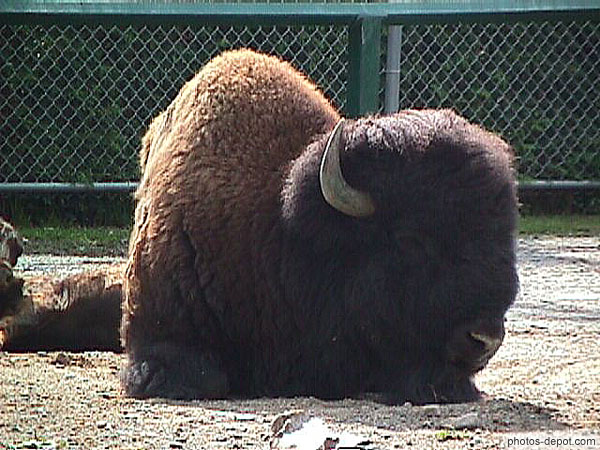 photo de bison d'amérique