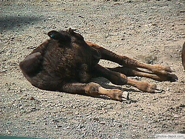 photo de bébé bison d'amérique