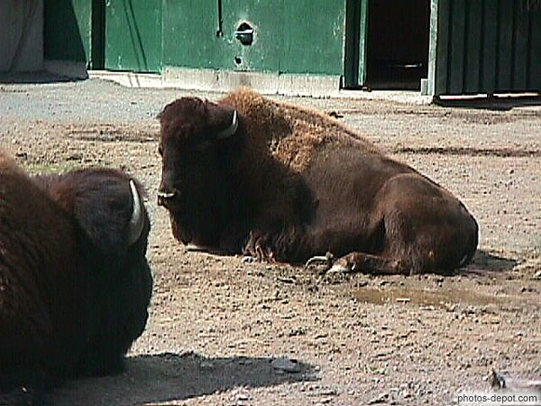 photo de bisons d'amérique