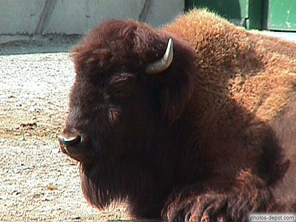 photo de tête de bison