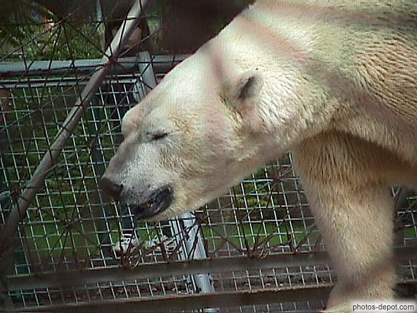 photo de tête d'ours blanc