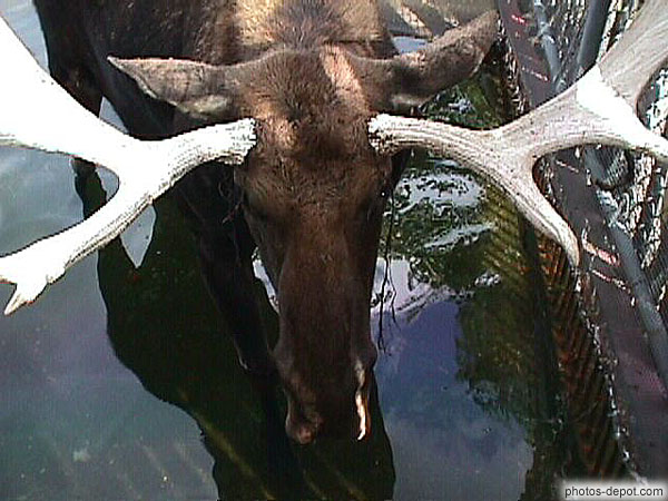 photo de bois et tête de cervidé