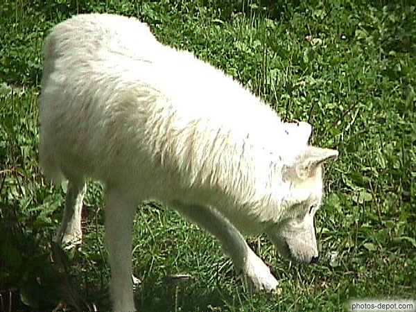 photo de loup blanc