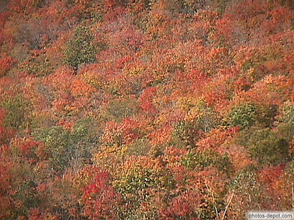photo de couleurs d'automne