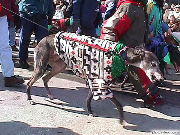 photo de lévrier dressé