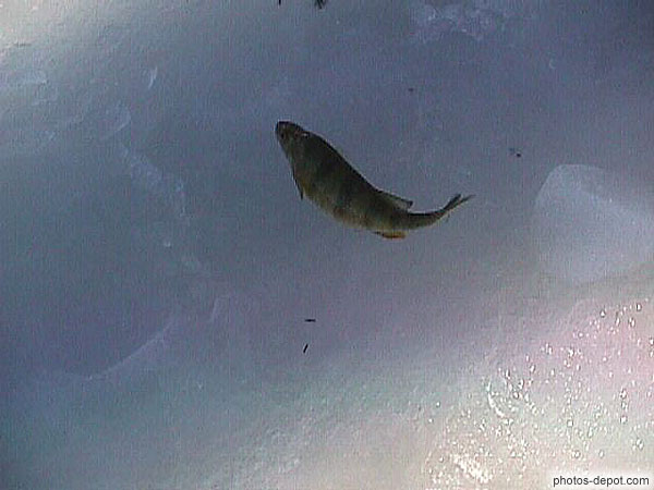 photo de poisson peché sous la glace