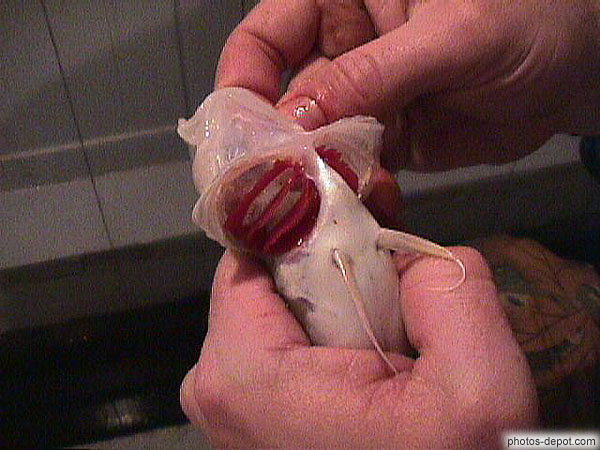 photo de branchies du poisson des cheneaux