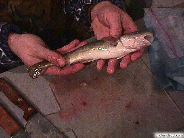 photo de Poulamon, Cabillau, petite morue