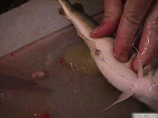 photo de cette femelle pleine d'oeufs remontait la rivière pour aller féconder