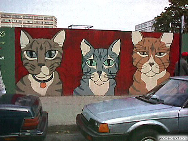 photo de trois chats