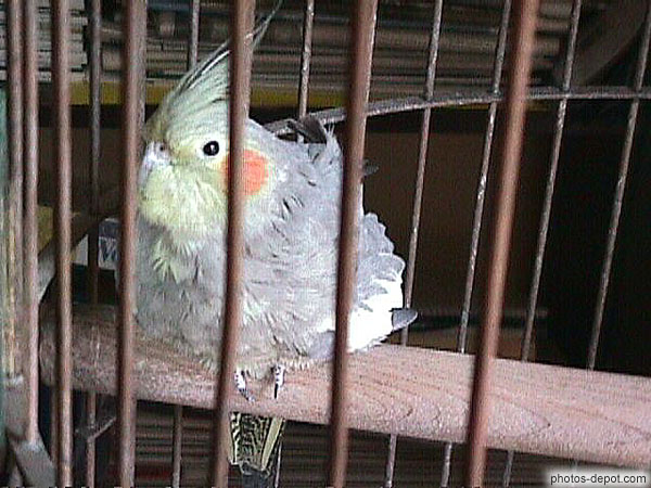 photo de perroquet dans vieille cage rouillée