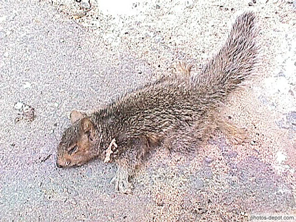 photo de écureuil mort