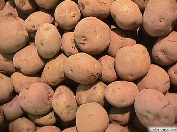 photo de pommes de terre