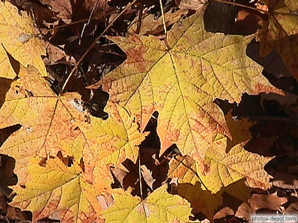 photo de feuilles d'érable jaunes d'automne