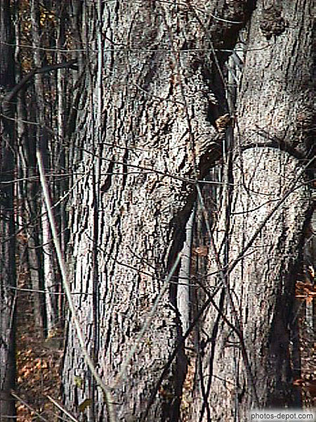 photo de troncs d'arbres dans la forêt