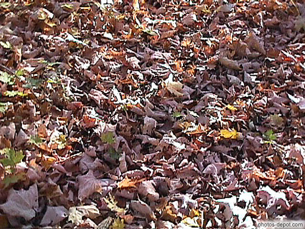 photo de tapis de feuilles d'érable