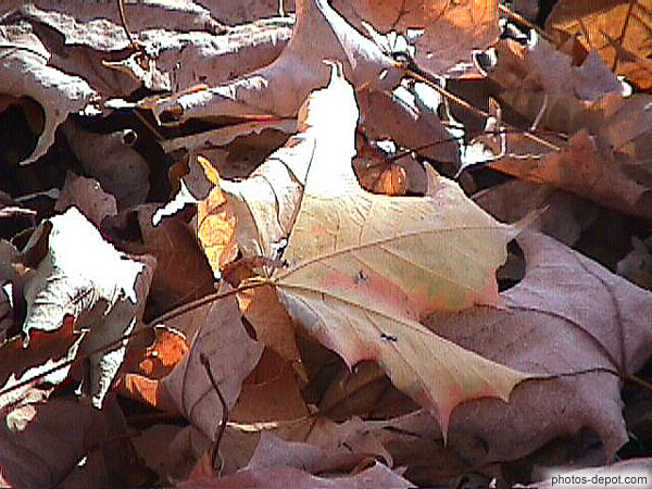 Feuille d'érable sèche Canada, Quebec, Photo 1998
