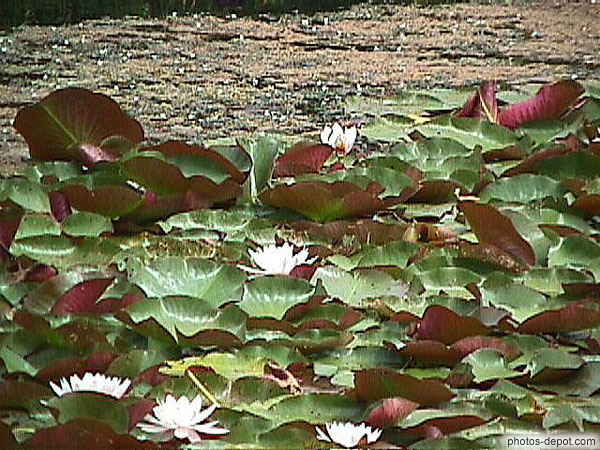 Fleurs de nénufar France, Photo 1998
