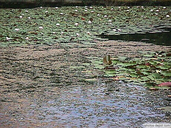 étang France, Photo 1998