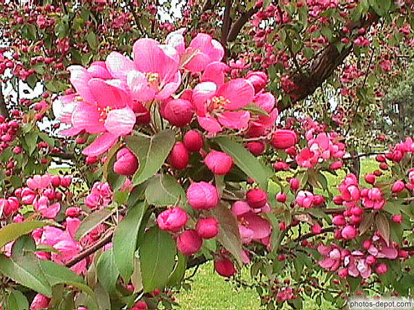 Lauriers en fleurs Canada, Quebec, Photo 1998