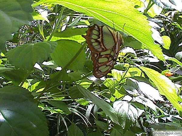 Papillon France, Bretagne, Blain, Photo 1998