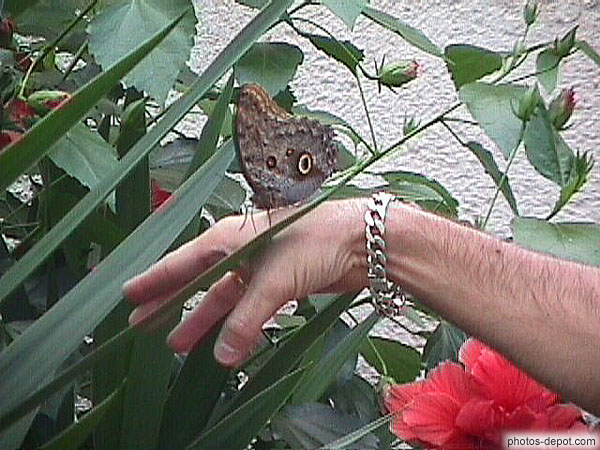 photo de papillons sur la main