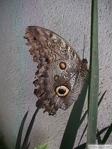 photo de papillon aux yeux dessinés sur les ailes