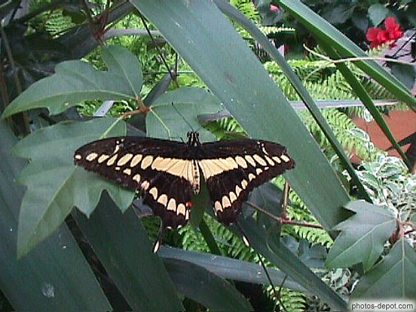 photo de papillon noir aux taches blanches symétriques