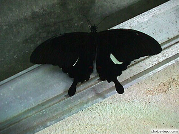 photo de papillon noir