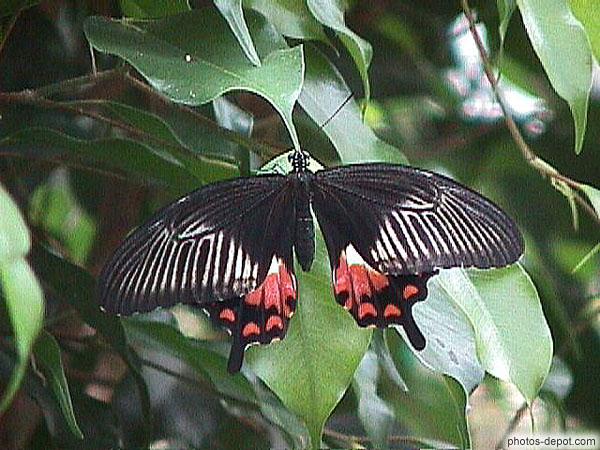 photo de papillon noir et rouge