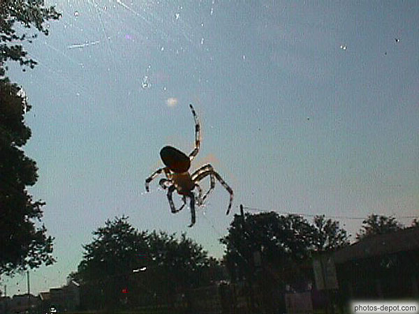 photo d'araignée sur la vitre