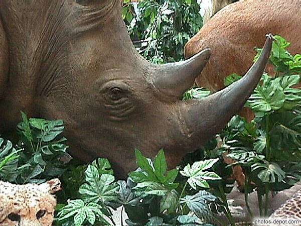 photo de tête de rhinocéros
