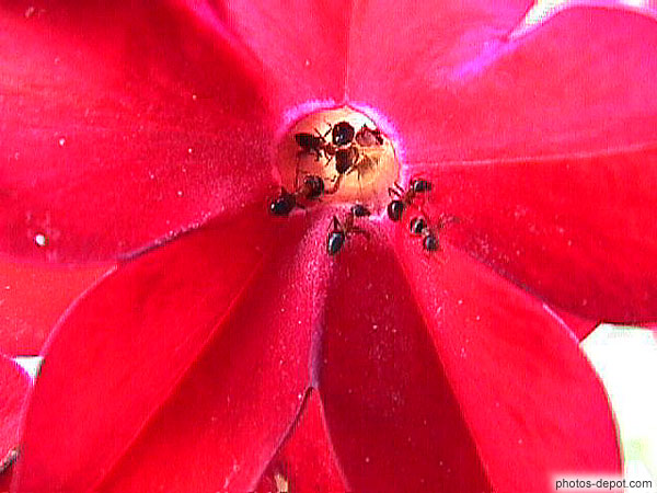 photo de fourmis dans fleur